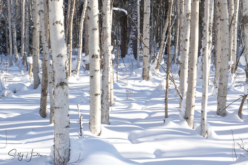 Beach Forest in Winter