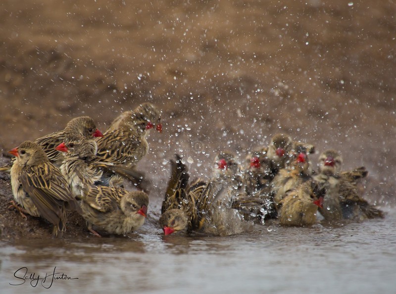 Red-billed Quelea Bathing