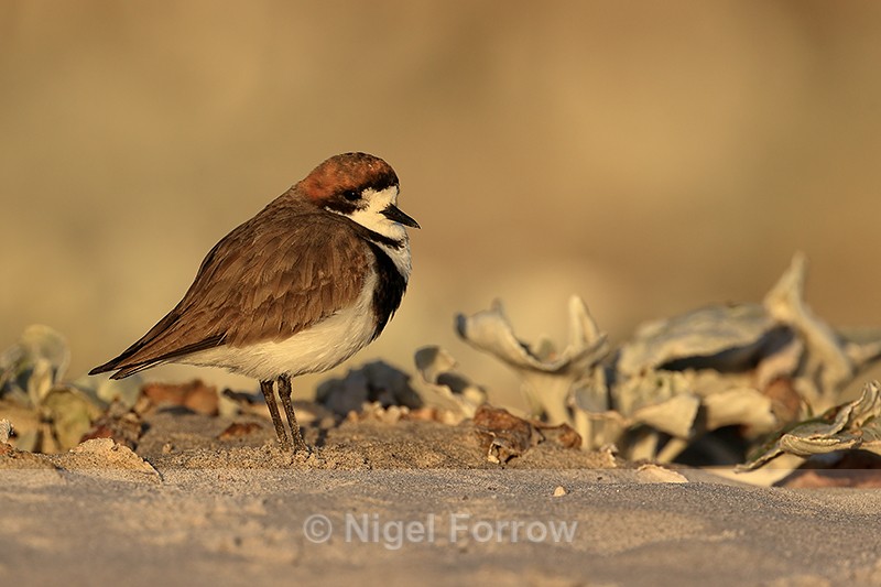 Two-banded Plover (adult), Sea Lion Island, Falklands - Two-banded Plover