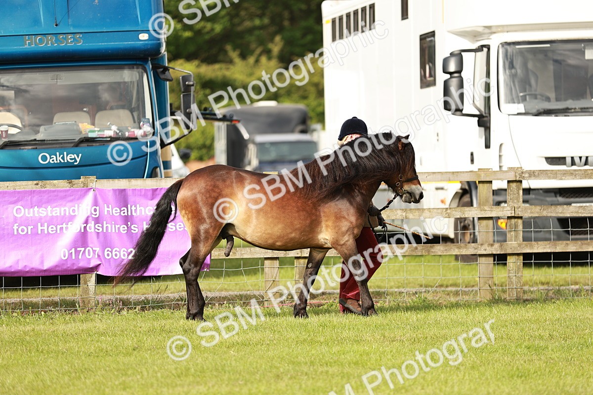 SBM_00426 - Class 14-23 - Mountain & Moorland In Hand Non Welsh