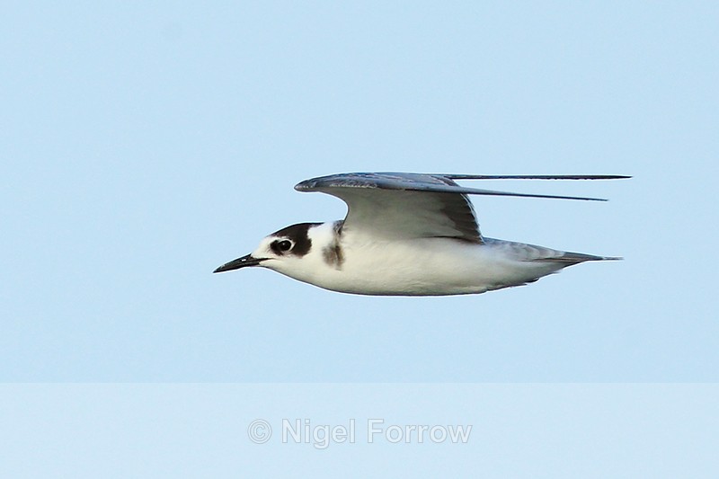 Black Tern in flight over Farmoor Reservoir - Black Tern