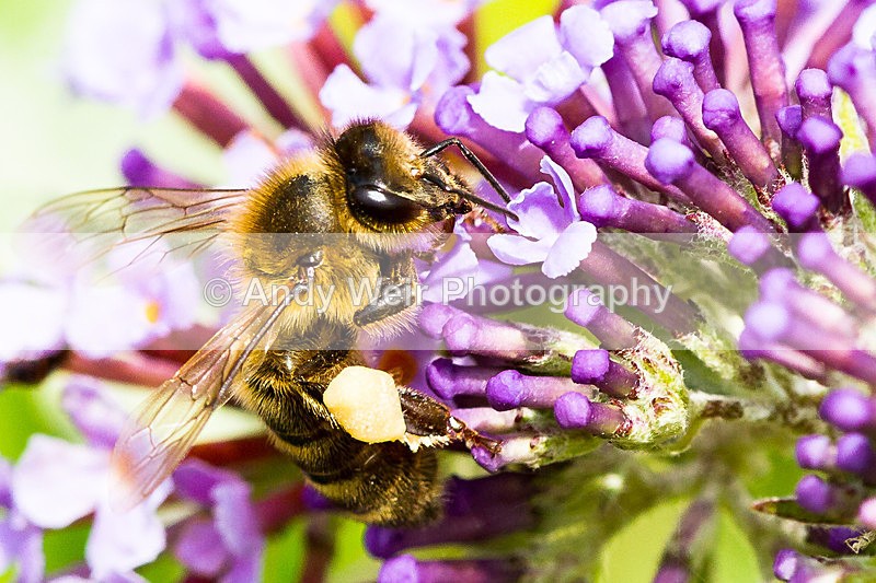 20130727-_MG_5045 - Insects