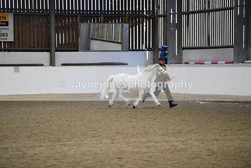 WJ5_5614 - Morning in hand Championship