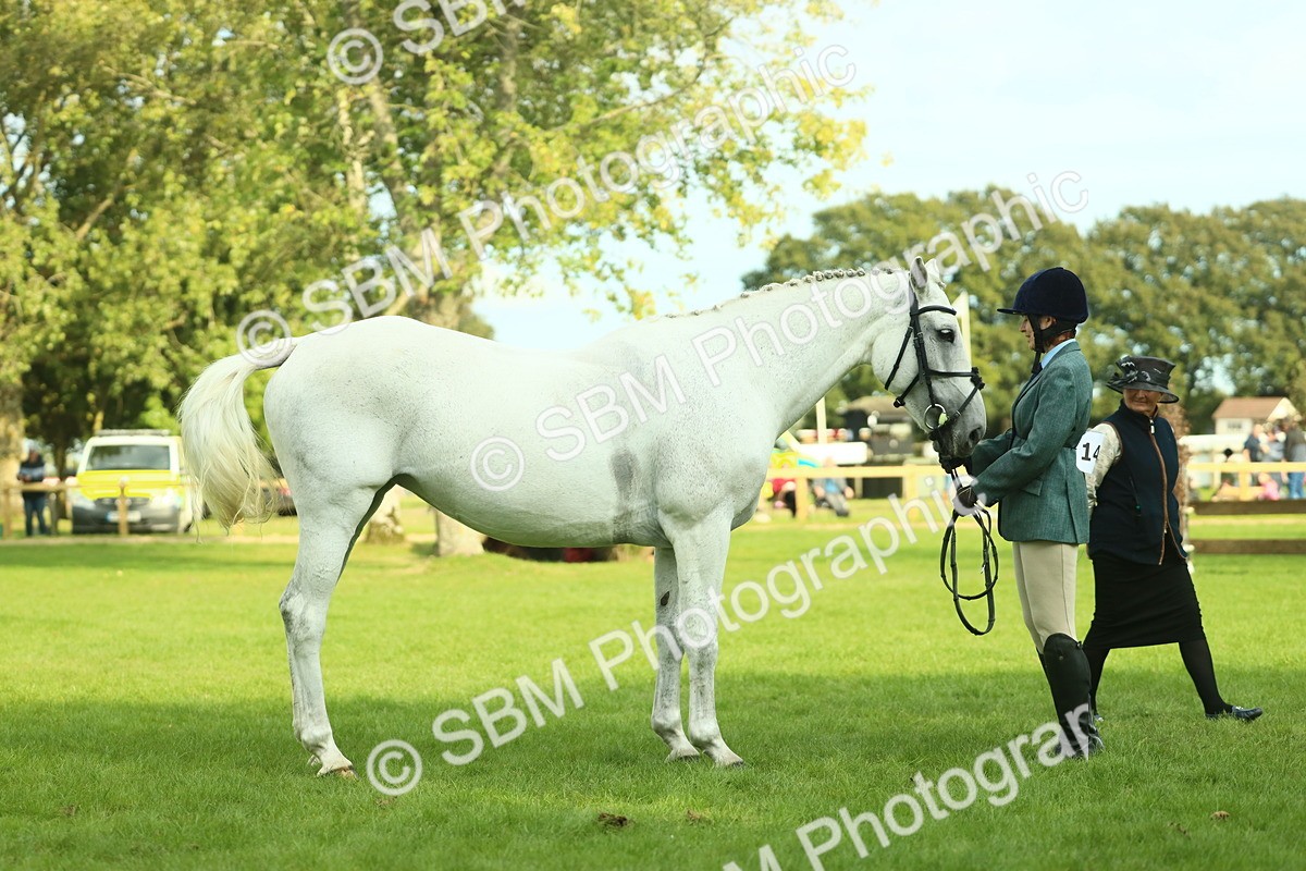 SBM_52156 - S33 - Working Hunter & Working Show Horse