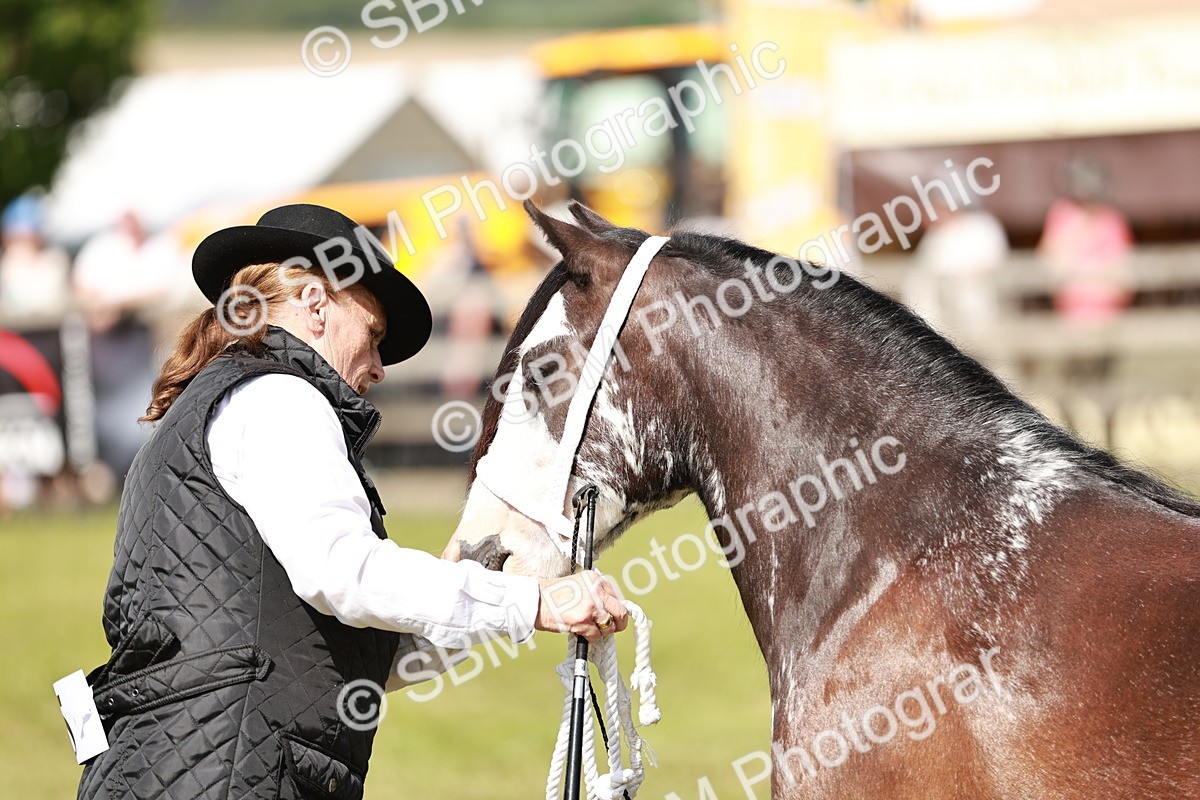 SBM_08604 - Class 63-65 - Traditional Gypsy Cobs In Hand & Ridden