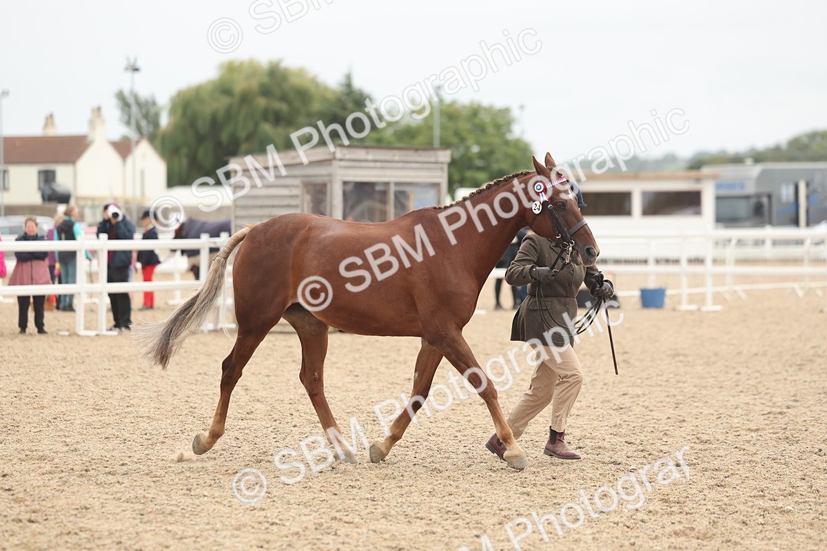 SBM_19814 - Class 318 - IH Part Bred Horse-Pony