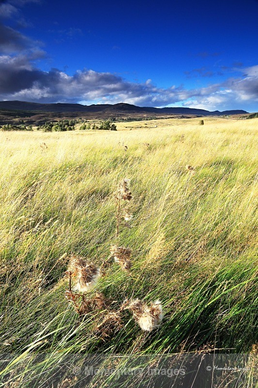 Creag na h-Iolaire beyond the thistles - Meadows to Mountains gallery