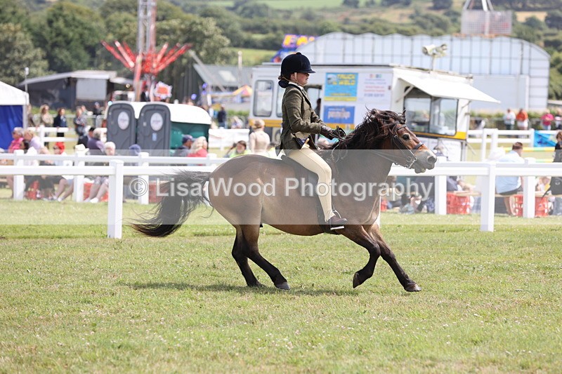 JPP_2033 - Class 19: Working Hunter 60cm