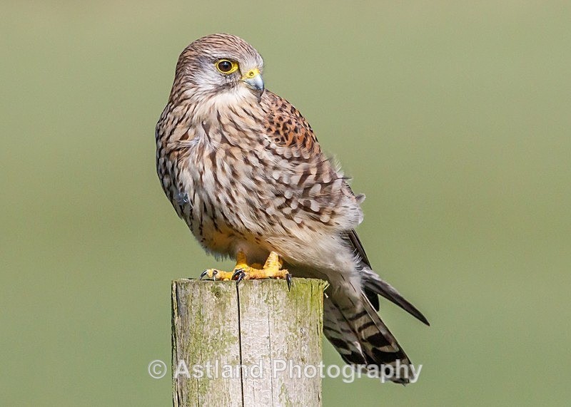 Astland Photography, Bird and Wildlife Images, Susan and Peter Wilson, U.K.