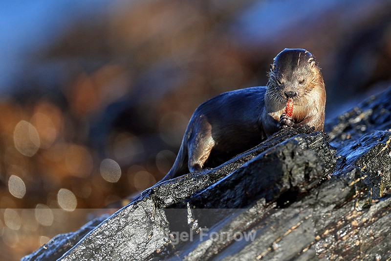 Marine Otter eating, Chanaral Island, Chile - Otter