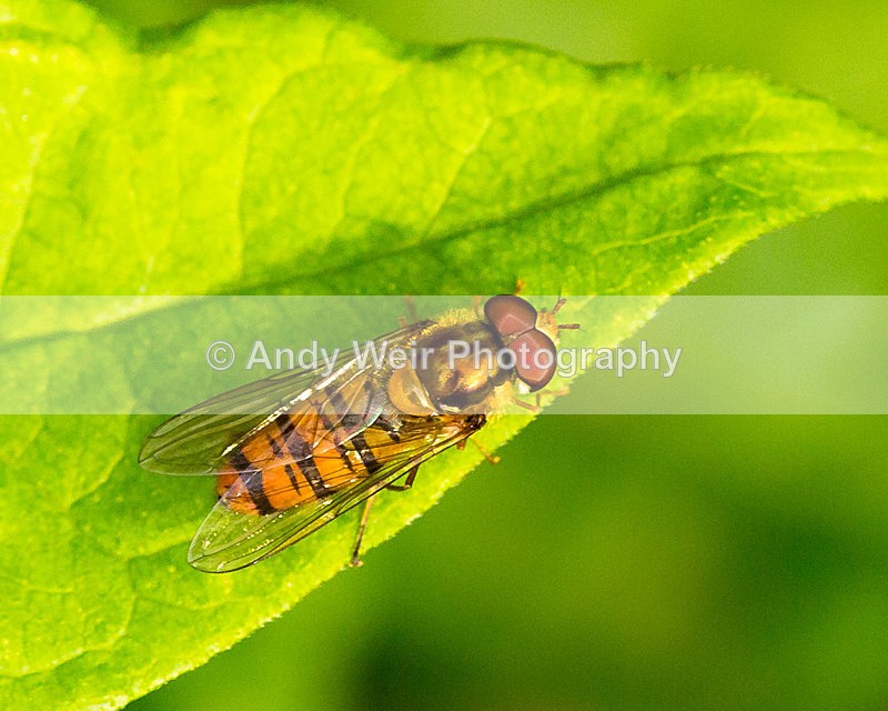 20150712-3K8A9064 - Insects