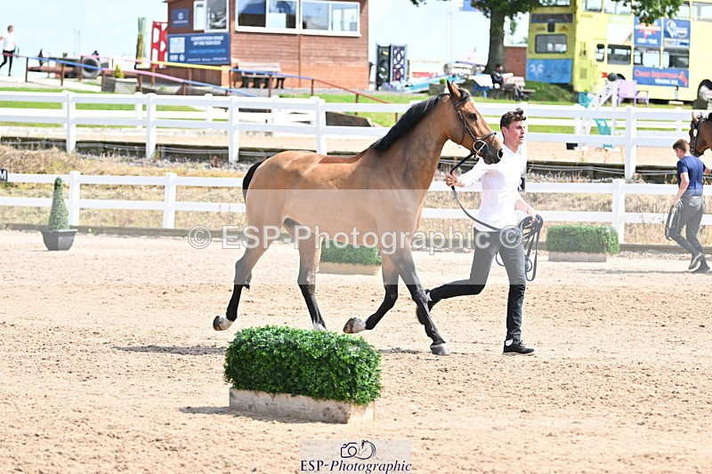 240717A-151645-02709 - Trot Up 3pm to 4pm