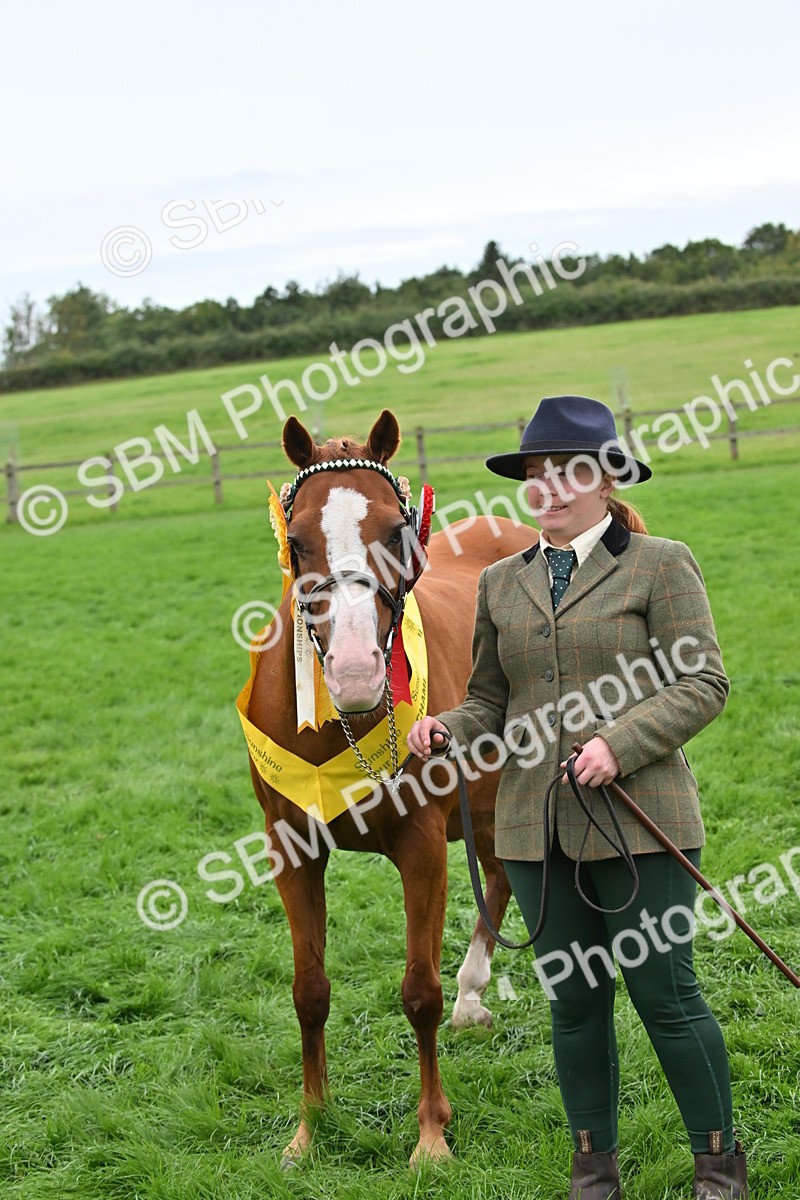 SBM_65050 - In Hand Pony & Younstock Supreme Championship