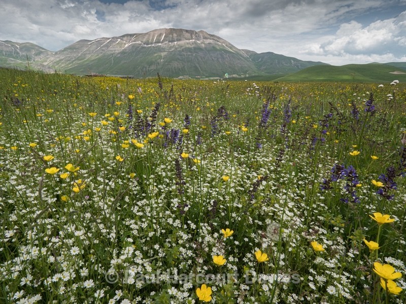 PianoGrande flowers including yellow buttercups (Ranunculus sp), white stitchwort (Stellaria holostea) and blue meadow clary (Salvia pratense). - Flowers in the Landscape - 2