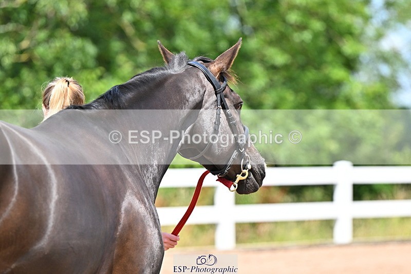 240718A-105242-01051 - Trot Up 11am to 12pm