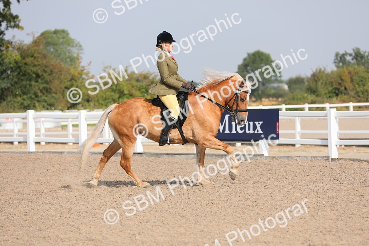 SBM_11346 - Class 305 Ridden Foreign Breeds- Pure Bred