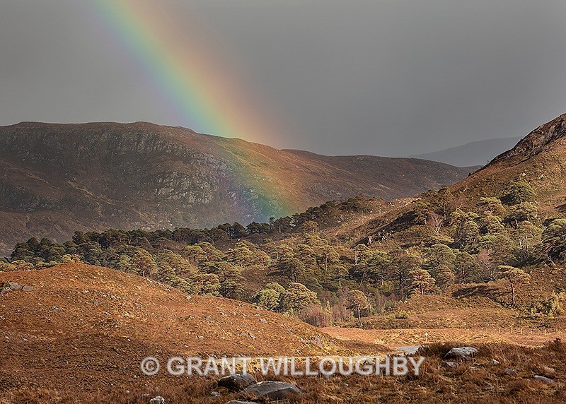 Scots pines and rainbow - Horizontal
