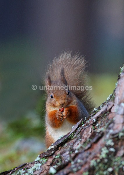 Red Squirrel - United Kingdom