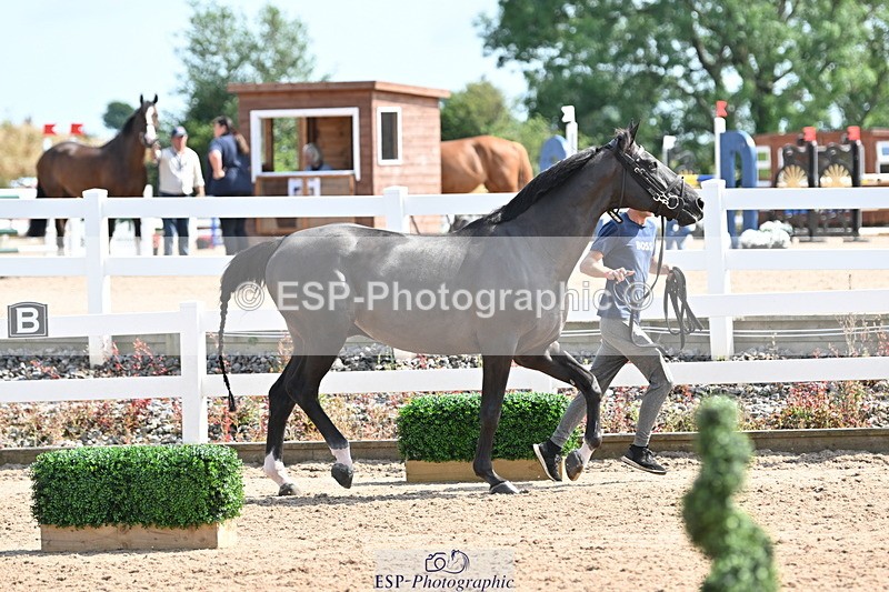 240717A-154406-03019 - Trot Up 3pm to 4pm