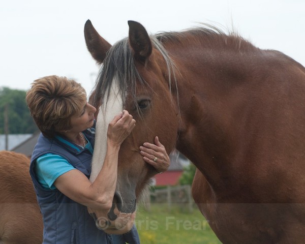 ryecroft-7 - Clydesdales 2013 Include Foals