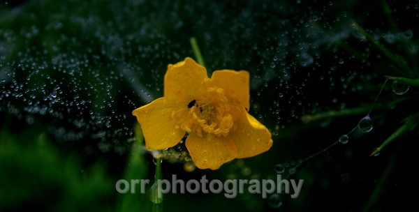  - Flowers