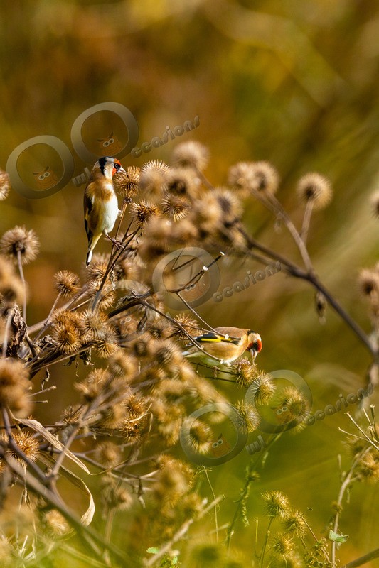 goldfinch Carduelis carduelis 0051 - UK birds