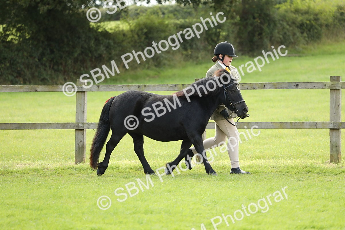 SBM_62731 - S46 - Mountain & Moorland In Hand Small Breeds