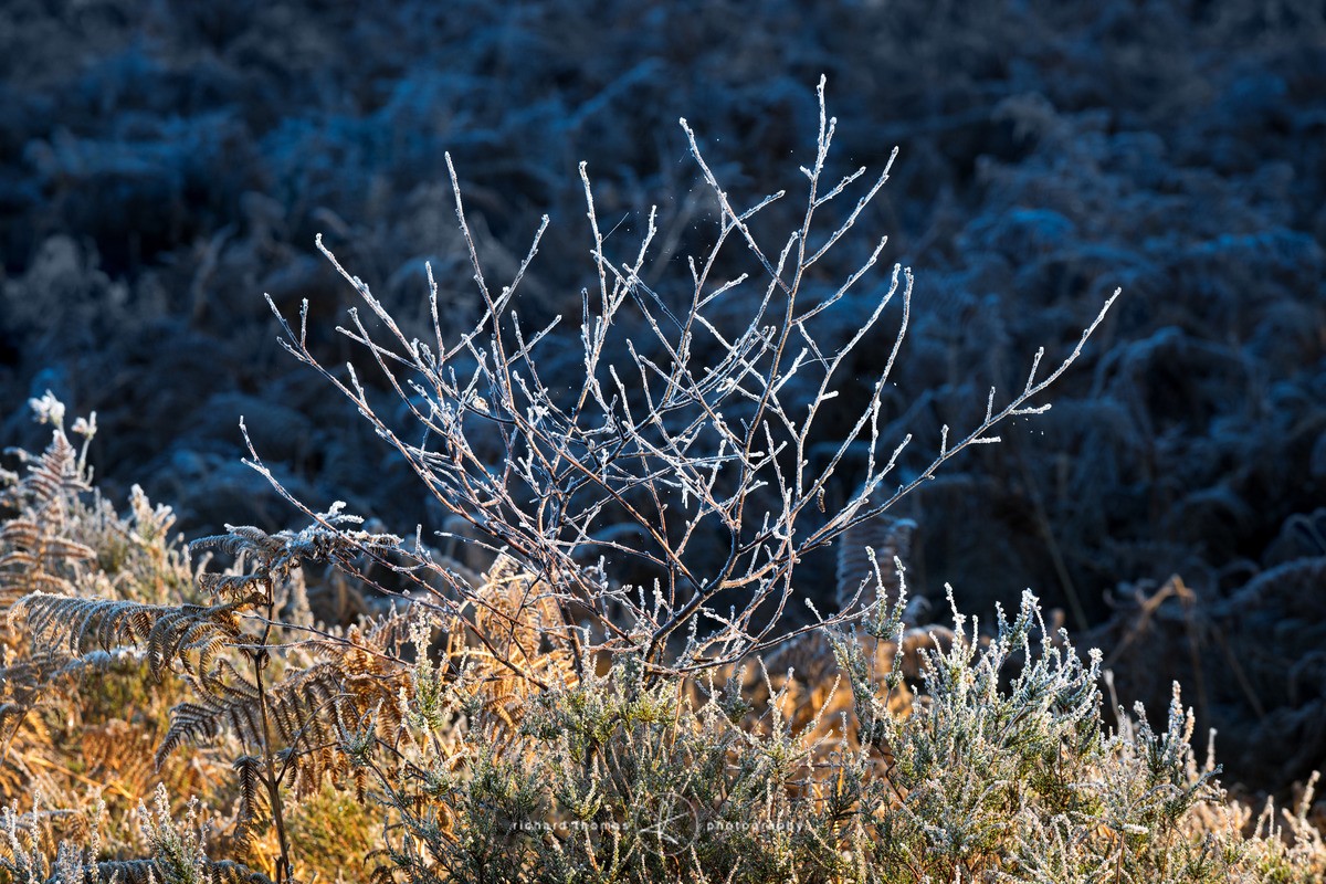 Hot and Cold - WINTER