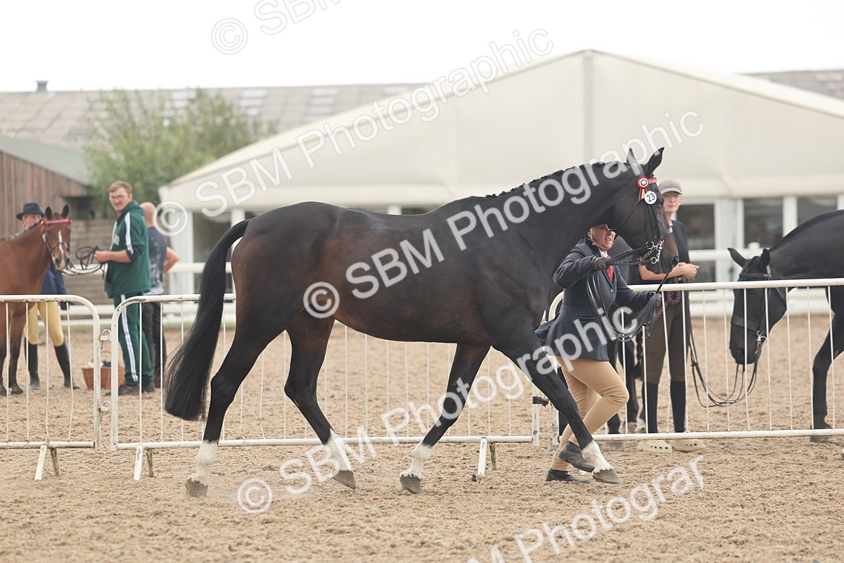 SBM_07628 - Class 26 - IH Foreign Breeds - Part Bred