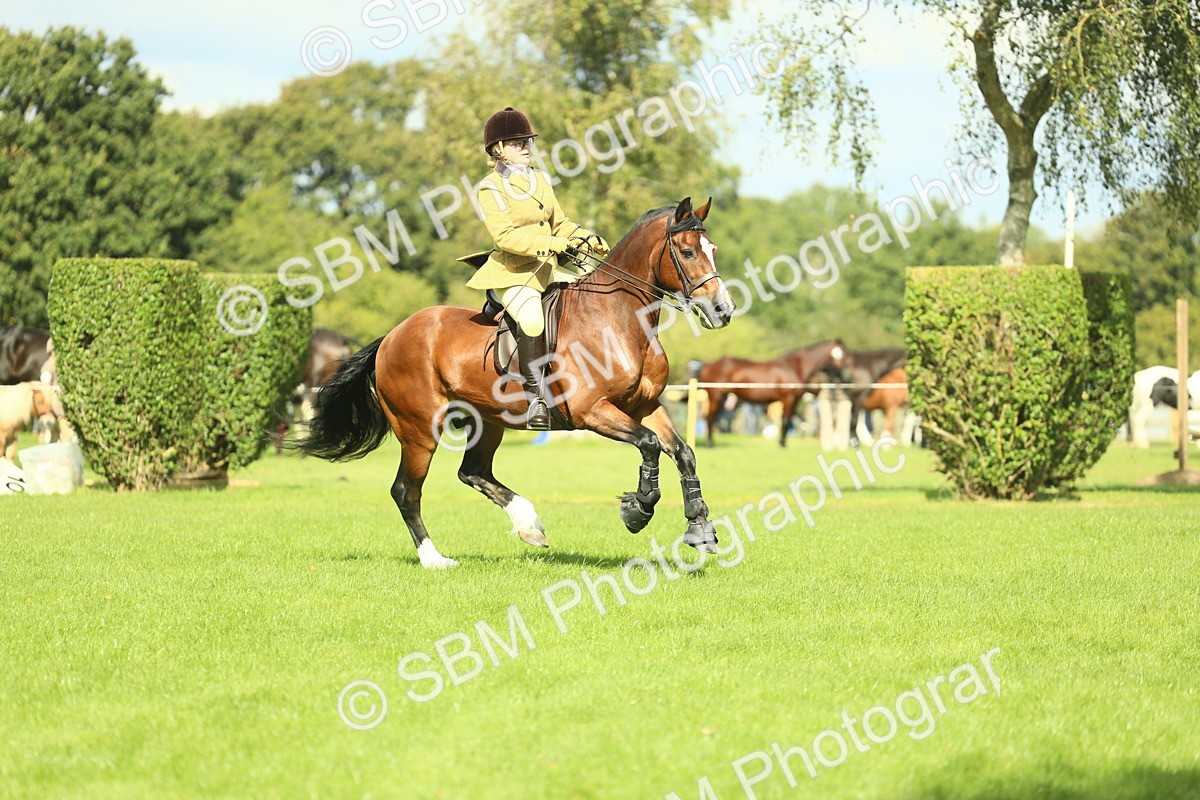 SBM_42959 - S30 - M&M Working hunter Pony