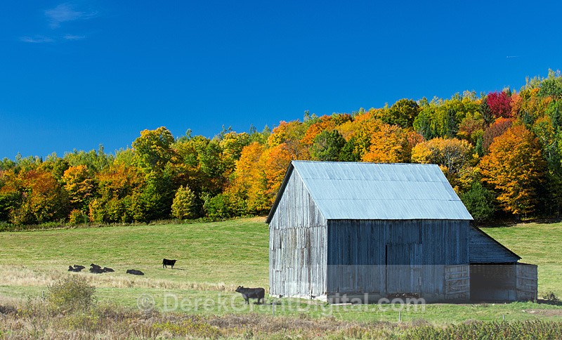 Cow Barn in Autumn - New Brunswick Fall Foliage - Autumn Foliage
