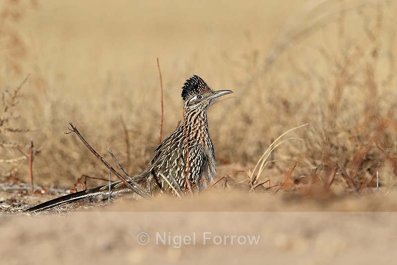 Greater Roadrunner displays raised crest, Bosque del Apache - Greater Roadrunner