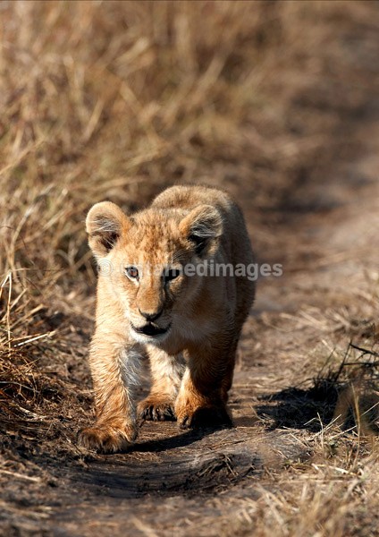 Lion cub - Kenya