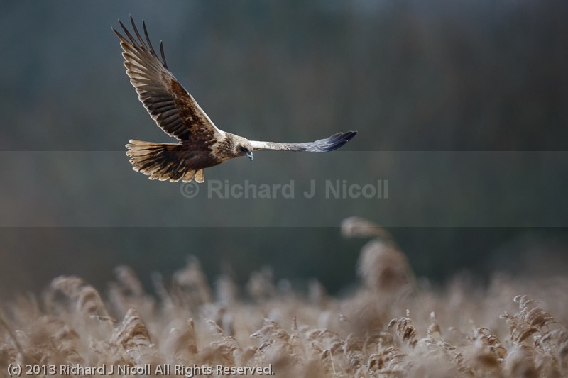 Marsh Harrier (Circus aeruginosus) female landing - Marsh Harrier (Circus aeruginosus)