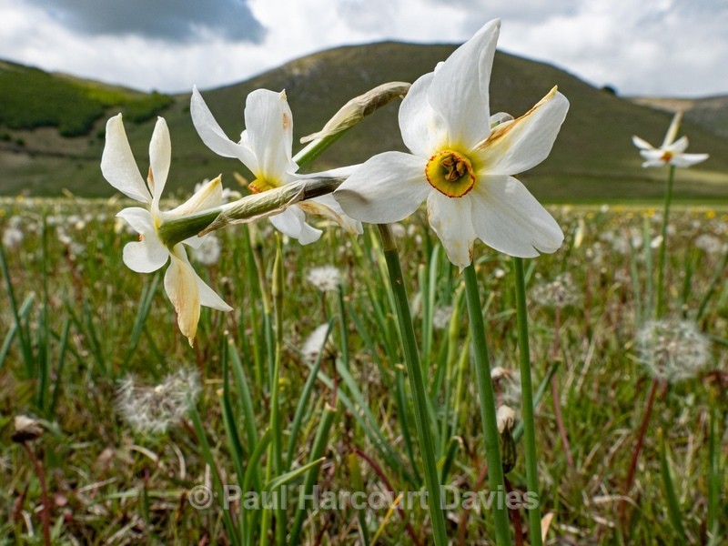 Poet's Narcissus (Narcissus poeticus) on the Piano Grande - Flowers in the Landscape - 2