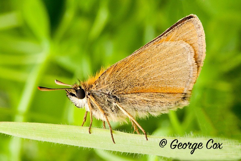 Small Skipper - British Butterflies