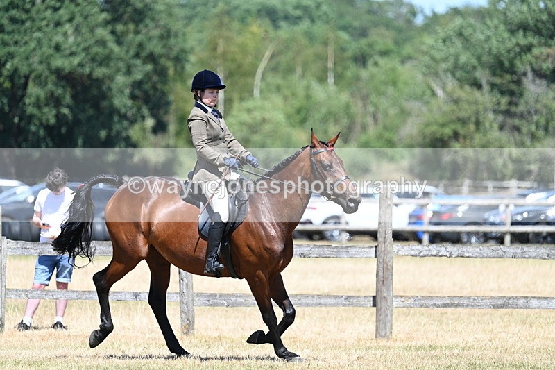 WJ7_3144 - Class 7 Riding Club Show Horse