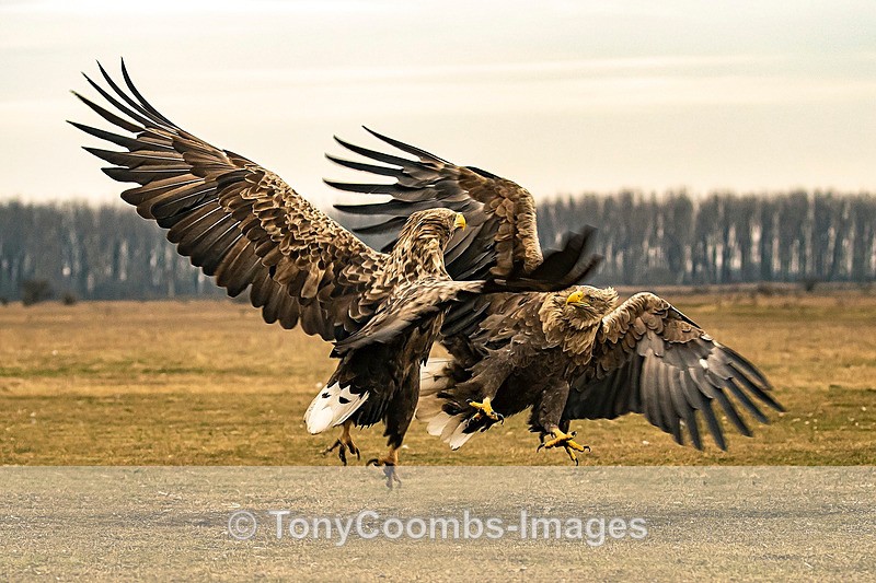 White-tailed Eagle   (confrontation) - Eagle Hides