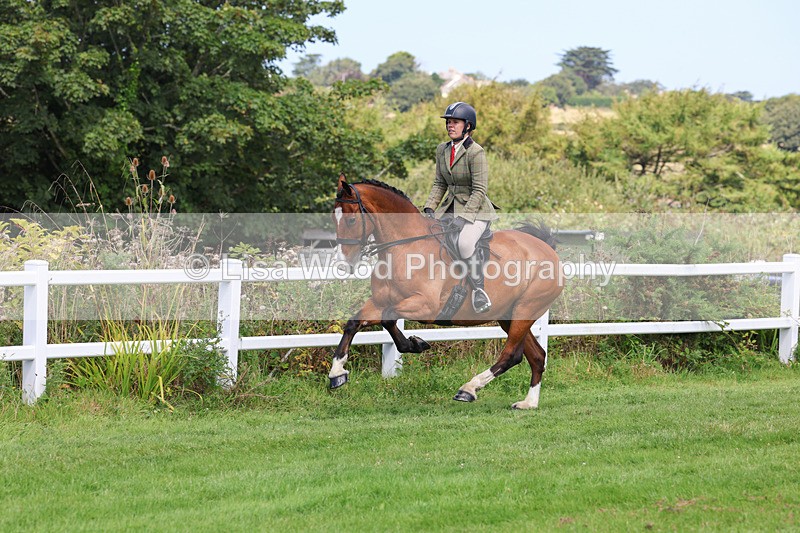 3E7A8706 - Class 5: Working Show Horse