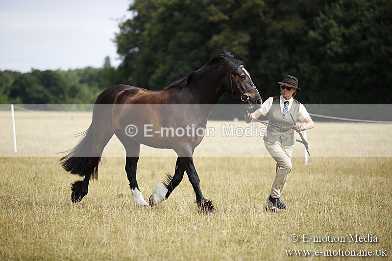 _C7A9653 - BVRC Sow 2018 Ring 2