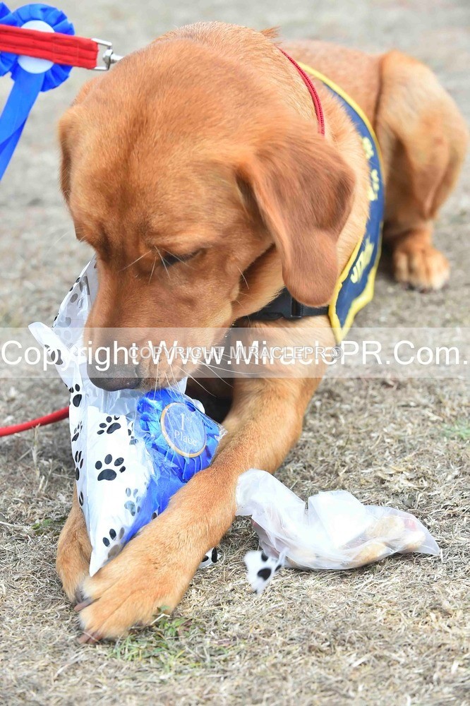 SH4_0318 - Dog show.