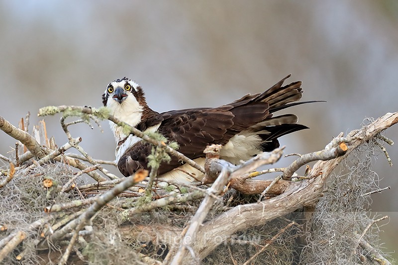 Close view of Osprey sat on nest, Blue Cypress Lake, Florida - Osprey