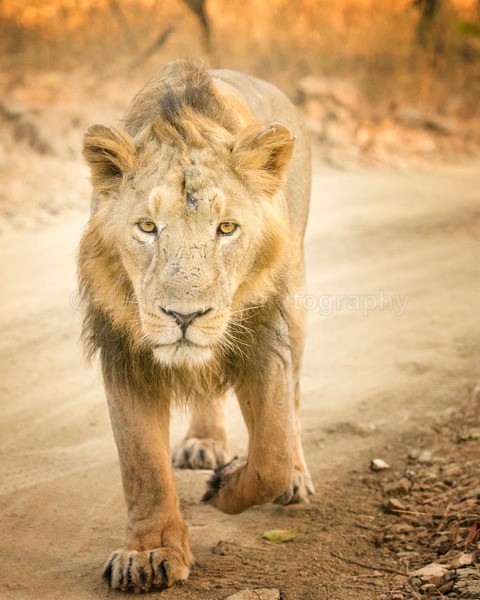 India-125 - Wildlife of India