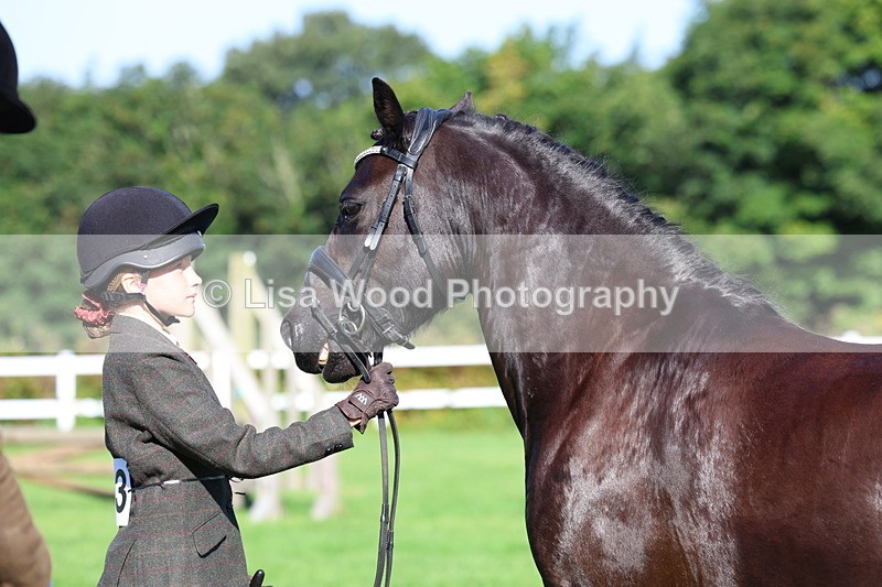 3E7A7673 - Class 1: Novice Working Hunter Pony