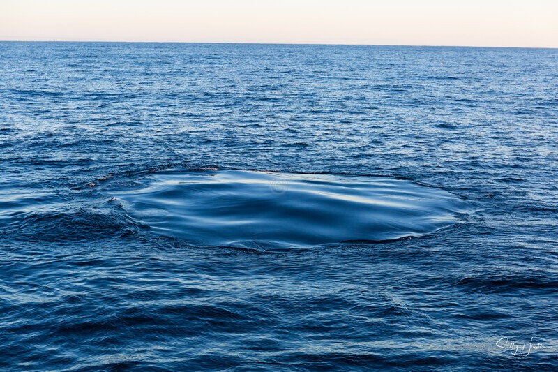 Whale Footprint