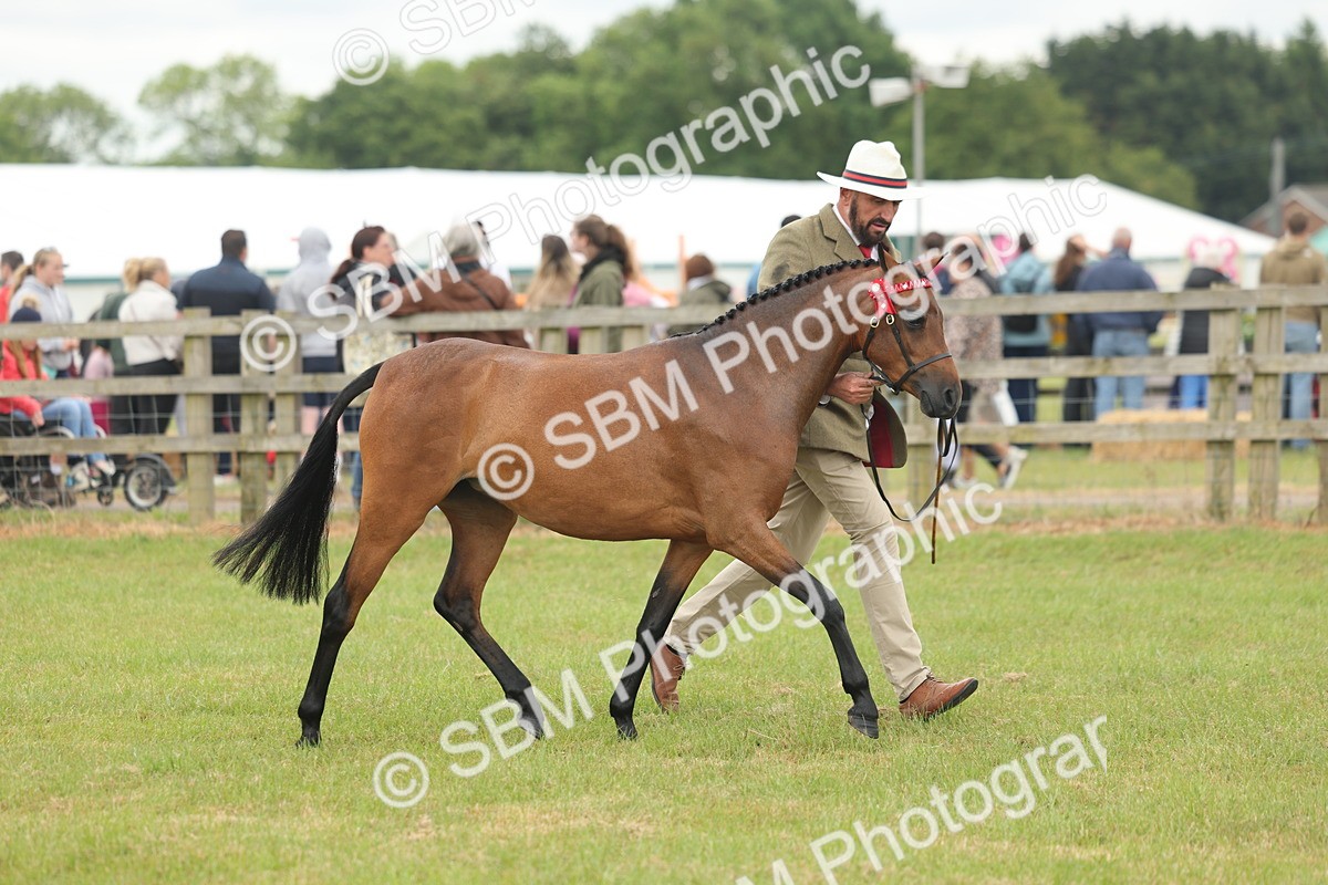 SBM_05421 - Class 68-73 - Riding Pony Breeding