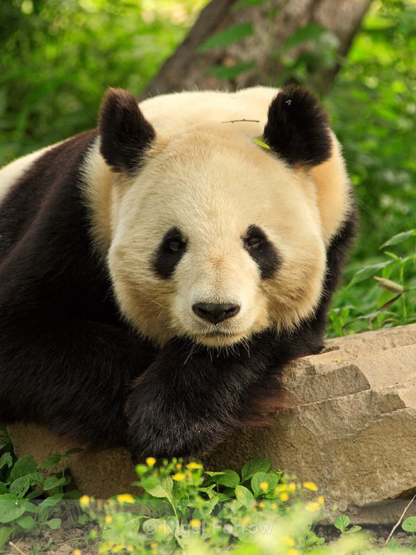 Giant Panda portrait, Beijing Zoo, China - Panda