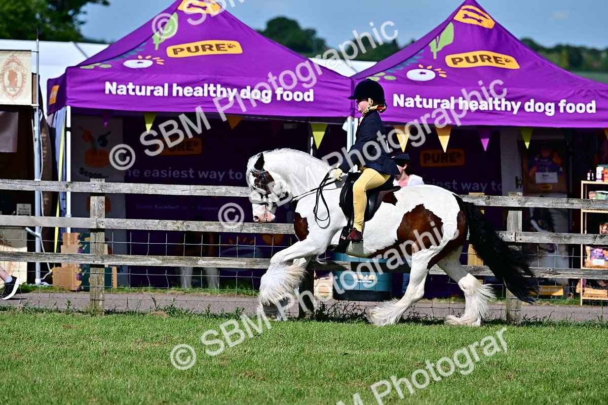SBM_09407 - Class 63-65 - Traditional Gypsy Cobs In Hand & Ridden