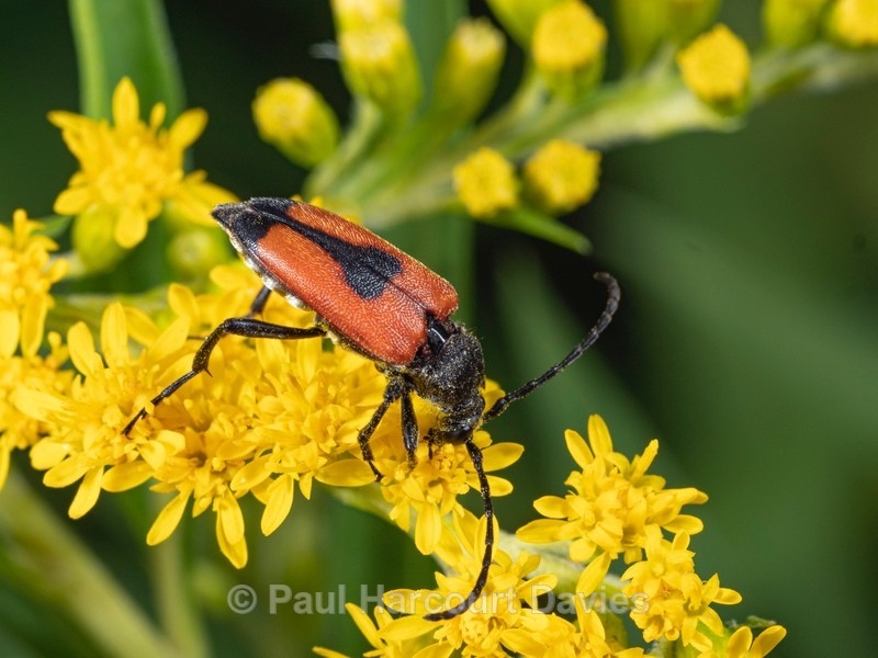 Longicorn Beetles (Stenurella bifasciata) - Insects, Spiders and other Animals