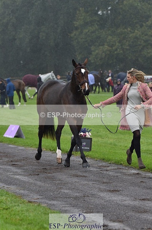 231018-120328-00049 - 057-OVERTON.TILANA'S.GOLD-Claire.Deuten-TrotUp